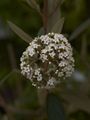 Viburnum rhitidophyllum-8 Kalina sztywnolistna